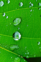 Closeup of raindrop on fresh green leaves after rain.