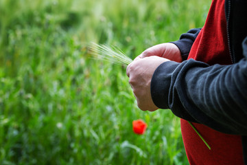 Farmer holds rye ear in front of a cereals field
