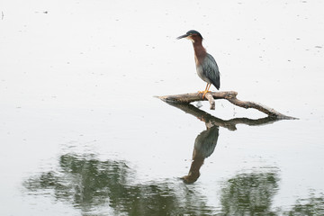 Green Heron