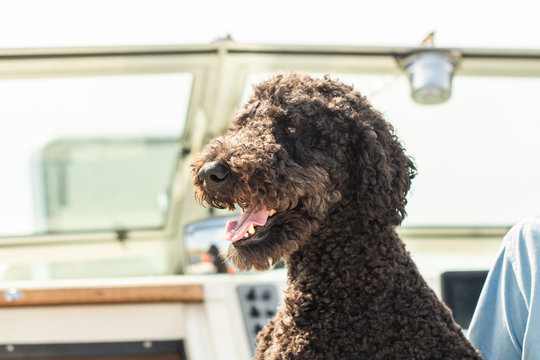 Portrait of a Black standard poodle on a boat