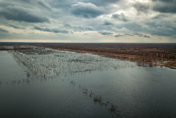 Fototapeta premium Flooded birch forest. Swamps under the autumn sky.