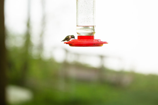 Ruby throated hummingbird at feeder