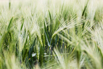 stimmungsvoller Blick in ein sonniges Getreidefeld