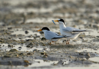 A pair of Saunders tern, one with a fish at Busaiteen coast, Bahrain