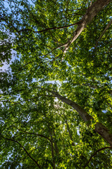 Fototapeta premium Rayon lumineux, ciel bleu à travers la forêt cévenole.