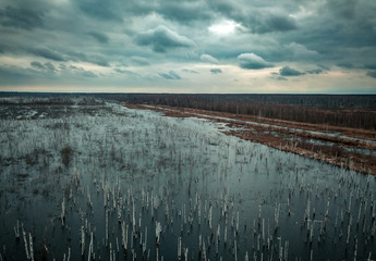 Flooded birch forest. Swamps under the autumn sky.