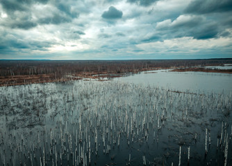 Flooded birch forest. Swamps under the autumn sky.