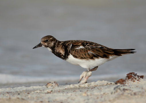 「Neoaves」の画像 1,144 件の Stock 写真、ベクターおよびビデオ Adobe Stock