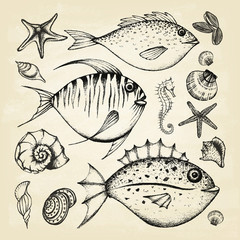 Set of hand drawn elements seafood and sea shells, starfish, sea horse. Retro vintage style seafood design on old paper. Vector illustration.