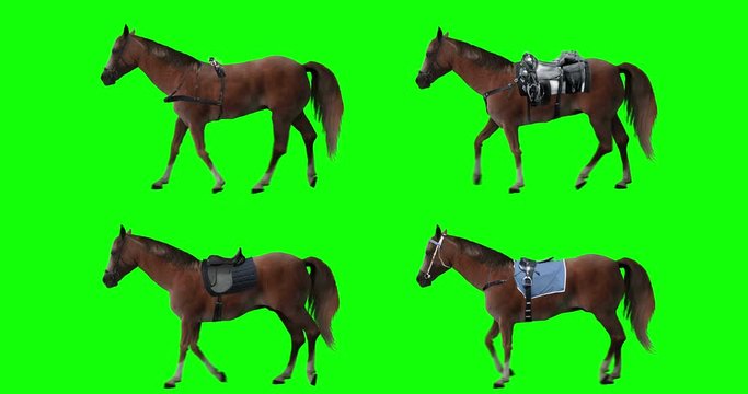 Red horse run trotting. Isolated brown stallion jogging. Chestnut mustang is running slowly. Variations of horse: one in harness, the others with different saddles. Loop. Green screen.