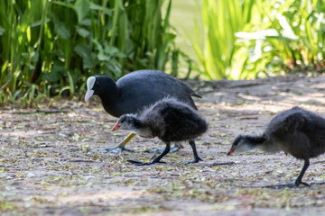 Black bald-coot young biddy from beak to beak feeding with fluffy plumage and a red beak swimming on lake or creek in spring showing parental care of water birds isolated close-up with copy space