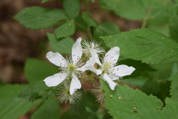Two white flowers huddled together
