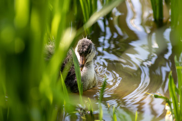 Black bald-coot young biddy from beak to beak feeding with fluffy plumage and a red beak swimming on lake or creek in spring showing parental care of water birds isolated close-up with copy space