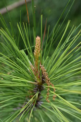 A closeup of a prickly plant