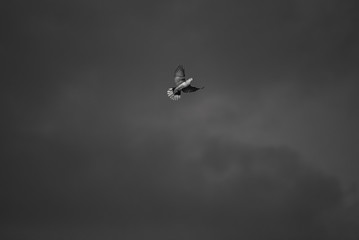 birds in flight