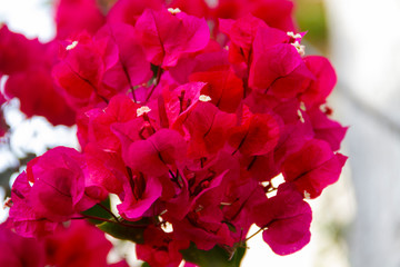 Pink bougainvillea flowers in a bright garden in summer