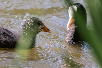 Blässhuhn (Fulica atra), Blässralle oder auch Blesshuhn füttert sein Küken oder Jungvogel von...