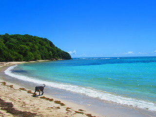 Une plage de sable blanc ou joue un chien à côté de la mer turquoise