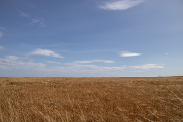 Wheat and sky landscape near Dunnottar castle Scotland
