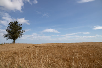 Wheat, tree and sky landscape near Dunnottar castle Scotland