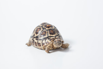 African leopard tortoise or Stigmochelys pardalis tortoise, isolated on white background