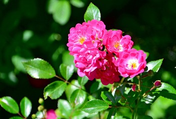 Bushy pink rose in the garden