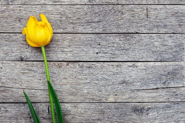 Yellow tulip on a wooden table, oak weathered wooden planks texture background, perspective from above