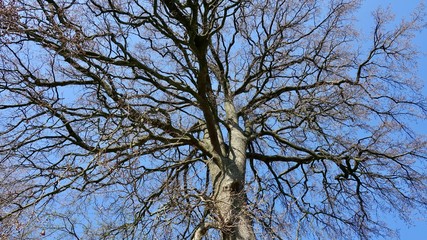 Stark verzweigter Baum im Frühling, Geäst, Chaos