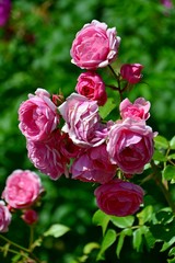 Blooming of beautiful pink roses