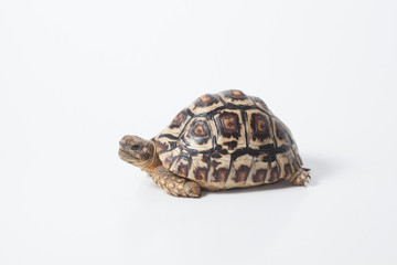 Fototapeta premium African leopard tortoise or Stigmochelys pardalis tortoise, isolated on white background