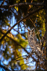 owl in tree