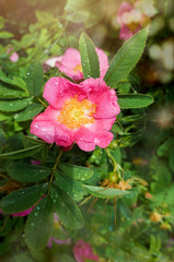Obraz premium Beautiful pink flower of a rosehip plant in dew drops close-up. Vertical format. Copyspace