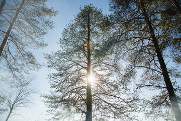 Pine forest in fog on a sunny morning.