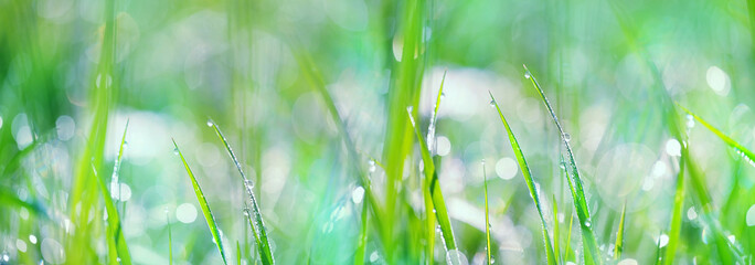 green grass landscape. grass with drops dew close up. purity freshness nature. ecology, earth day...