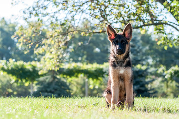A german shepherd puppy sitting on the grass of a backyard