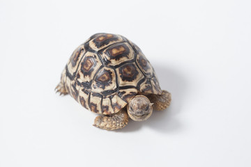 African leopard tortoise or Stigmochelys pardalis tortoise, isolated on white background