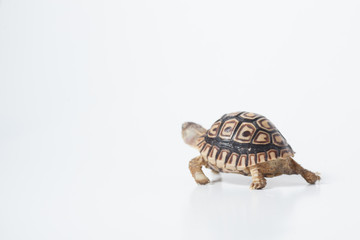 African leopard tortoise or Stigmochelys pardalis tortoise, isolated on white background