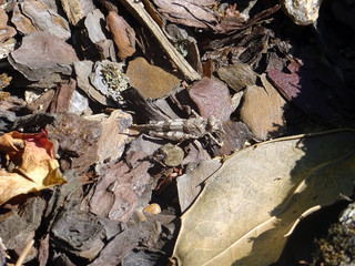 Criquet camouflé
