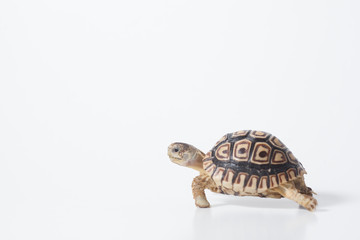 African leopard tortoise or Stigmochelys pardalis tortoise, isolated on white background