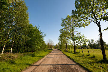 Fototapeta na wymiar Polna droga między zielonymi drzewami 