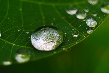 Closeup of raindrop on fresh green leaves after rain.