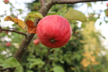 apples on tree