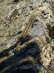 Lézard en ballade