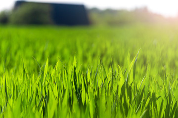 Juicy green spring grass. Abstract Summer background texture of colorful green high vegetation. soft focus. New close-up bright green grass in park or football pitch or golf yard.