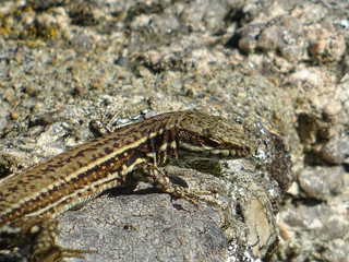 Lézard sur le qui vive
