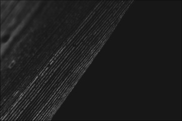 Cane leaf close-up on a black background macro shot