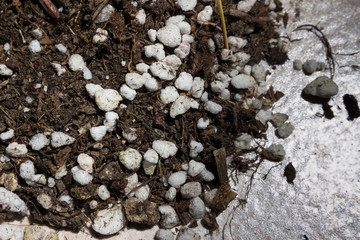 Salt formation (salt deposits) seen between roots in soil potted plant care 