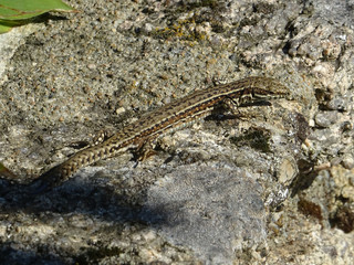 Lezard