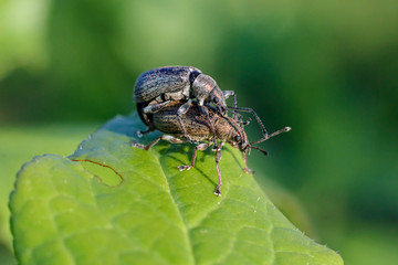 Curculionidae weevils snout beetles pair mating for breeding on leaf in garden macro. Cute little insects in wildlife.
