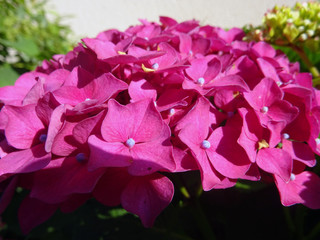 Hortensia rose